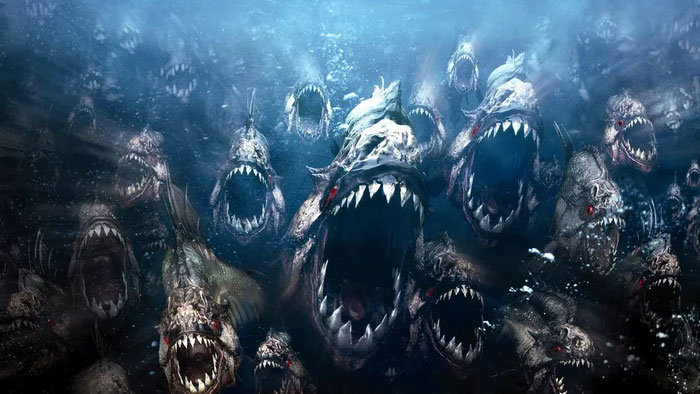 ca-piranha-1-1 Giống như hầu hết các loài cá, cá piranha không nhai
