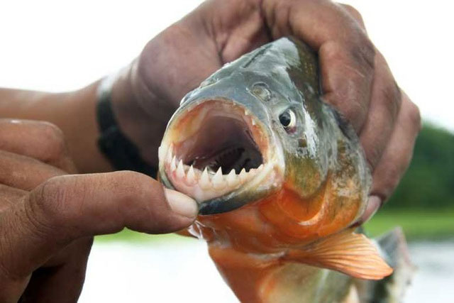 ca-piranha-1-2 Một con piranha bắt được tại sông Amazon.