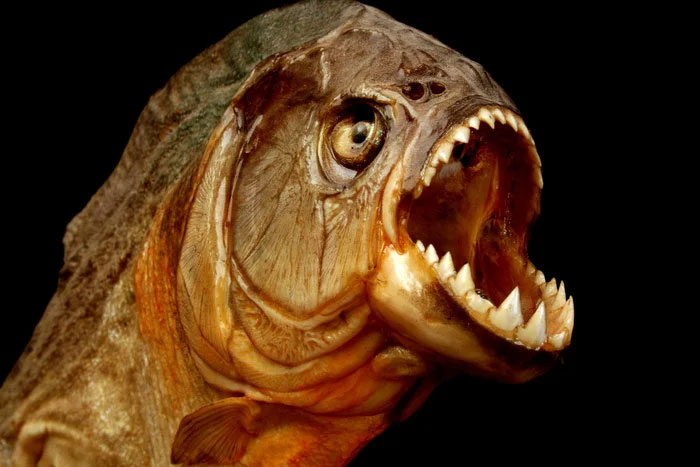 ca-piranha-1 Hàm dưới của cá piranha với những chiếc răng sắc nhô ra phía trước.
