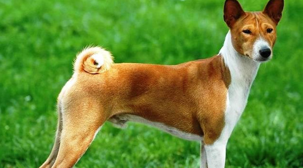 Khám Phá Những Giống Chó Nguy Hiểm Nhất Trên Thế Giới