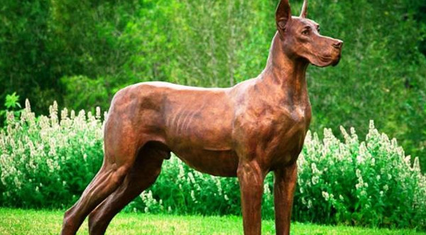 Khám Phá Những Giống Chó Nguy Hiểm Nhất Trên Thế Giới