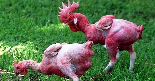 Khám Phá Giống Gà Không Lông Được Lai Tạo Tại Israel