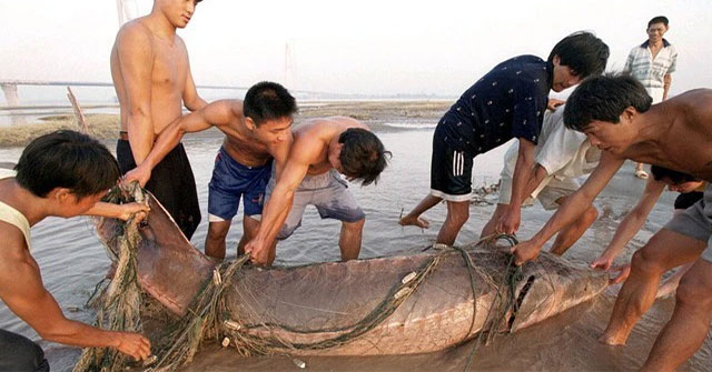 Khám Phá Thế Giới Cá Kỳ Bí Tại Hồ Chứa Tam Hiệp