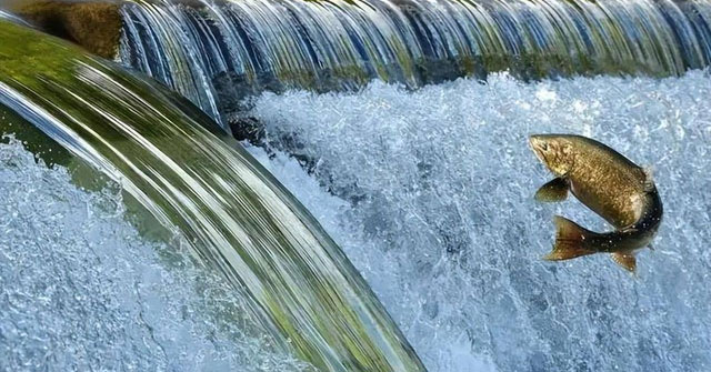 Khám Phá Hành Trình Di Cư Đầy Thử Thách Của Cá Hồi