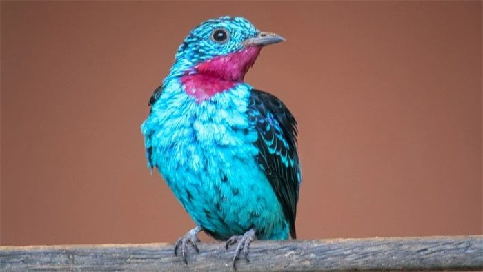 Chim Cotinga đốm