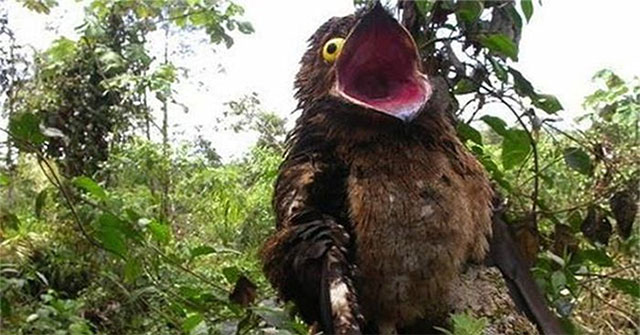 Khám Phá Loài Chim Potoo Kỳ Lạ: Sứ Giả Địa Ngục Của Tự Nhiên