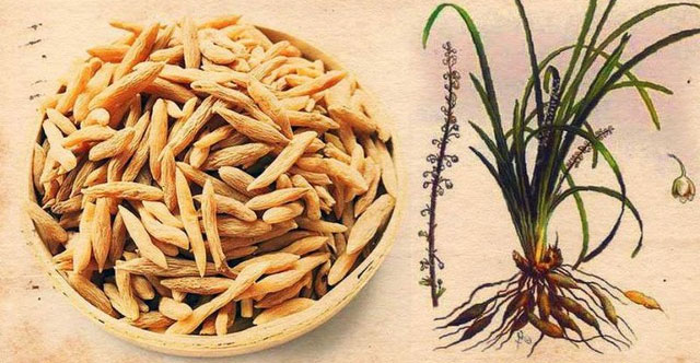 Khám Phá Công Dụng Tuyệt Vời Của Củ Mạch Môn Trong Cuộc Sống