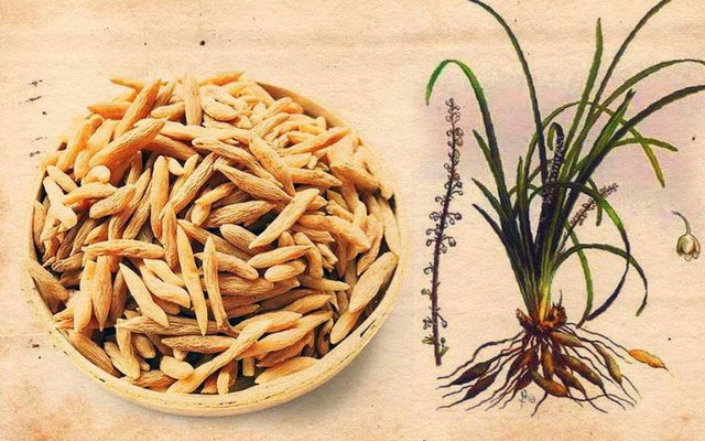 cu-mach-mon Củ mạch môn thường mọc hoang và được trồng ở Việt Nam để làm thuốc