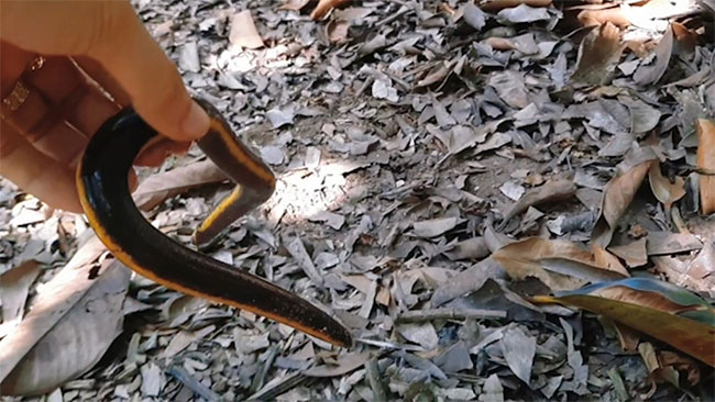 ech-giun-2 Loại ếch giun này di chuyển rất chậm và sống dưới lớp lá cây mục trong vườn.