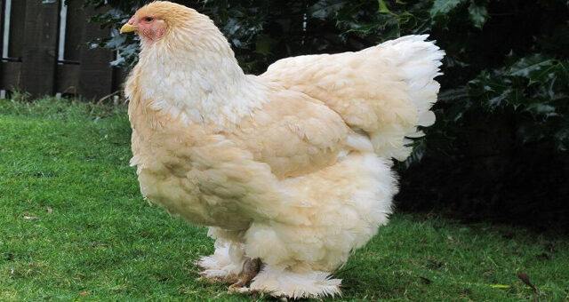 Khám Phá Giống Gà Brahma Khổng Lồ Nặng Đến 20 Kg