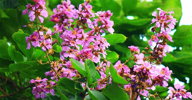 Tác Dụng Đáng Kinh Ngạc Của Cây Bằng Lăng Đối Với Sức Khỏe