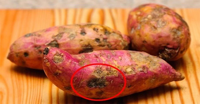 Nguyên Nhân Khiến Khoai Lang Có Vị Đắng Và Bị Cứng