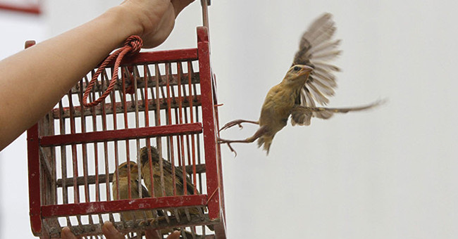 Những Hiểu Lầm Thường Gặp Về Nghệ Thuật Phóng Sinh
