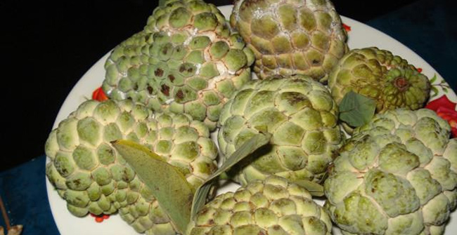 Những Lưu Ý Quan Trọng Khi Thưởng Thức Na Chín
