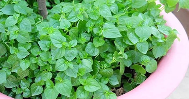 Khám Phá Bất Ngờ Về Lợi Ích Của Rau Càng Cua