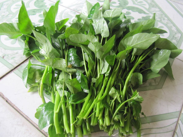 Cảnh giác với rau muống chưa chín Cảnh giác với rau muống chưa chín
