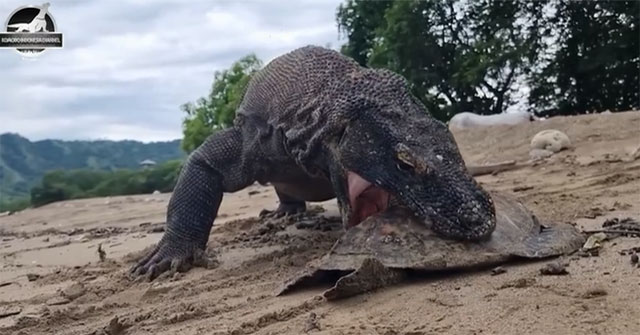 Sự Thật Thú Vị Về Rồng Komodo Và Cách Chúng Săn Mồi