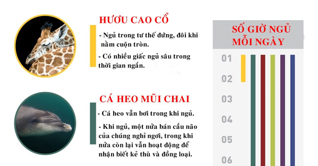 Giấc Ngủ Độc Đáo Của Các Loài Động Vật: Khám Phá Những Tập Tính Kỳ Lạ