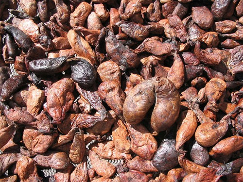 Khám Phá Những Loài Động Vật Thú Vị Với Mùi Hương Độc Đáo