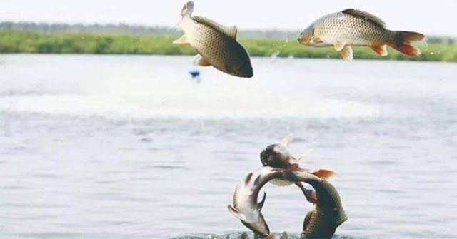 Tại sao cá nước ngọt khó sống ở biển và cách chúng tự cứu mình khỏi cái chết mặn