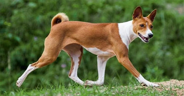 Khám Phá Giống Chó Basenji: Loài Chó Đặc Biệt Không Bao Giờ Sủa
