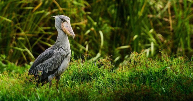 Cò mỏ giày: Bí quyết săn mồi và cuộc sống trong đầm lầy châu Phi