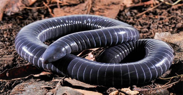 Phát hiện tuyến tiết kỳ lạ ở miệng caecilian và ý nghĩa tiến hóa của nọc độc