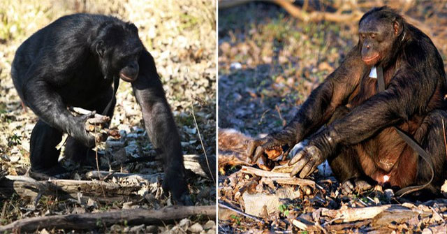 Kanzi — Bonobo có khả năng giao tiếp, nấu ăn và dùng máy tính
